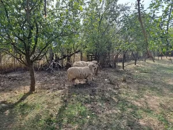 Beran, Tsigai sheep — Maďarsko
