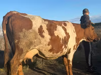 Kuh, Simmental cattle — Foto 5