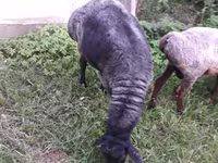 Sheep (batch, sex not specified), Sheep — photo 4