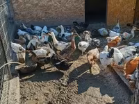 Ducks — الصورة 1