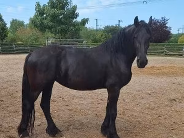 Kanca, Friesian — Magyarország