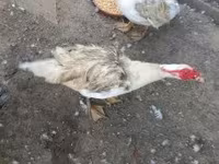 Ducks — 2. fotó