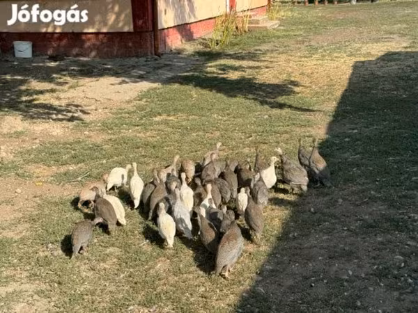 Guinea fowl — Magyarország