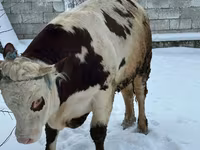 Bull, Cattle — photo 2