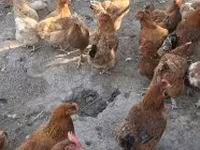 gallina danesa — foto 4