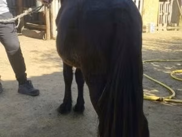 Cavalo, Cavalos