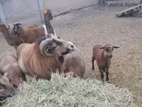 Kos, Cameroon sheep — 5. fotó