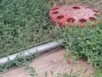 Chickens — foto 5