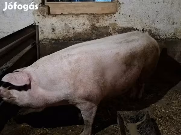Süldőanya,  — Magyarország