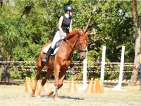 घोड़ा, Oldenburg horse — फ़ोटो 1