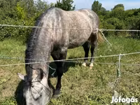 Hing, Lipizzaner — 2. fotó