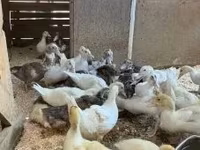 Ducks — foto 2