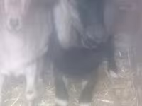 公山羊, Goats — 照片 1