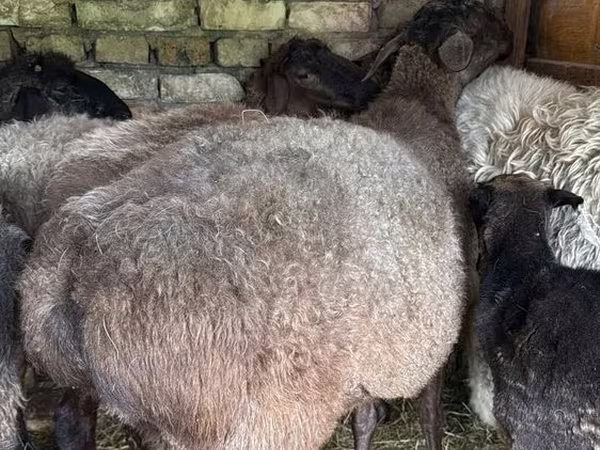 公羊, Sheep
