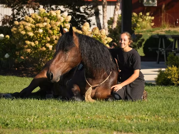 Hing, Racking Horse