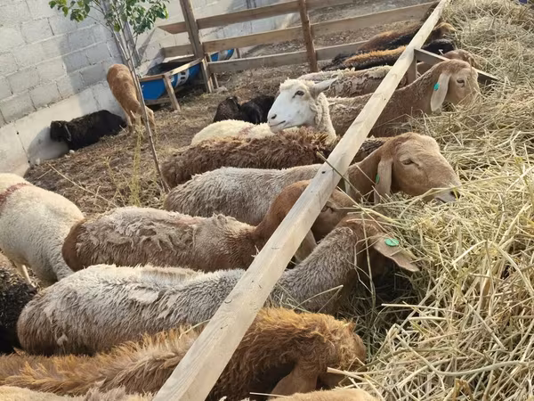 Sheep, Sheep
