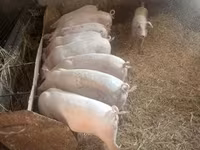 母猪, Pigs — 照片 3