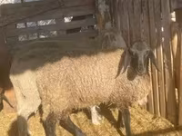 Kos, Tsigai sheep — 2. fotó