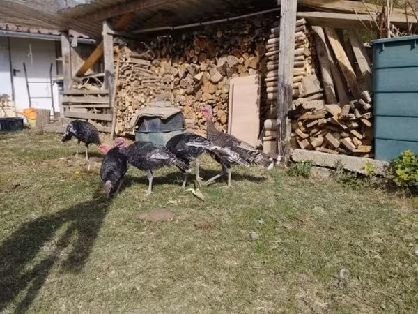 Bürünc