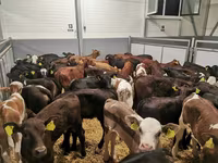 Szarvasmarha (tétel, nem megadva), Holstein fajta — 3. fotó