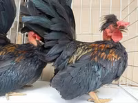Chickens — फ़ोटो 5
