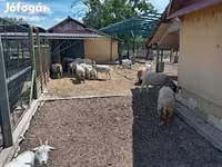 公羊, Dorper sheep — 照片 3