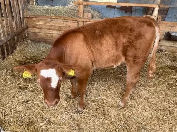 Bull, Cattle — Hungary