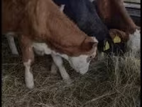 بقرة, Simmental cattle — الصورة 2