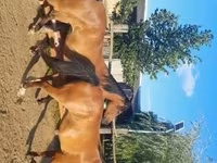 Kanca, Arabian horse — 4. fotó