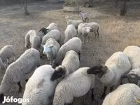 Kos, Tsigai sheep — 2. fotó