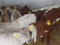 Taureau, Simmental cattle — photo 2