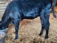 Cow, Aberdeen-Angus — photo 3