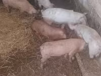 猪（批次，未指定性别）, Pigs — 照片 6