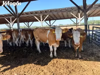 Kuh, Simmental cattle — Foto 3