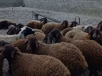 Kos, Karakul sheep — 2. fotó
