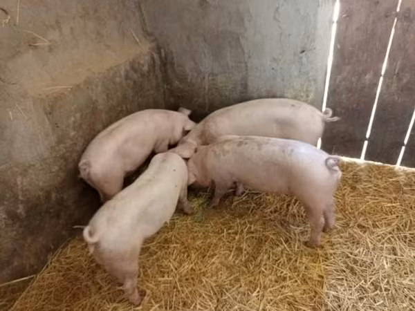 母猪, Pigs