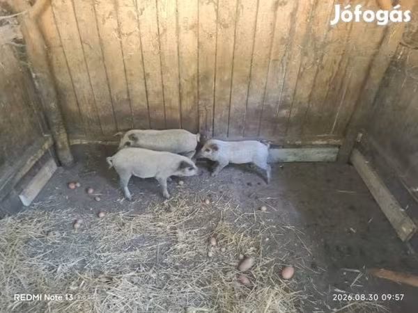 Pigs (batch, sex not specified),  — Hungary
