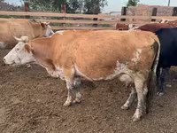 Vaca, Swiss cattle — foto 3