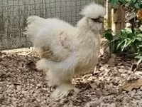 Poule soie — photo 4