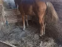 公马, Horses — 照片 1
