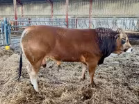 Bika, Partenaise cattle — 6. fotó