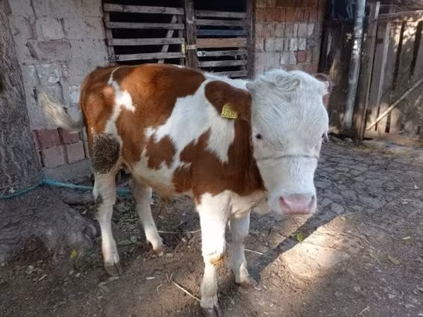 公牛, Hungarian Grey breed — 匈牙利