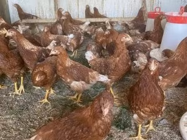 Chickens — 匈牙利
