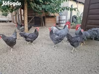 Chickens — Foto 4