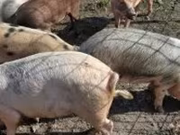 Boar, Pigs — photo 2