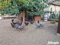 Chickens — Foto 5