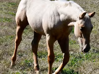 घोड़ा, Quarter Horse — फ़ोटो 8