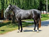 Mare, Horses — photo 2