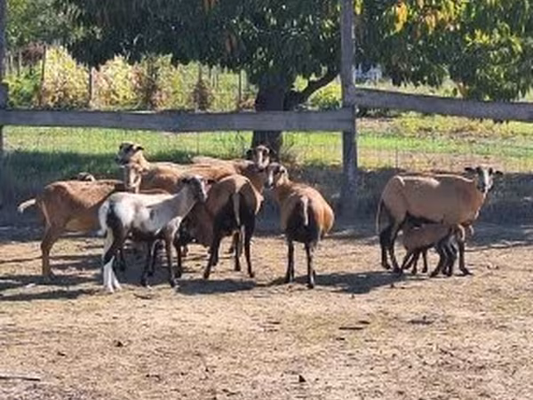 Kos, Cameroon sheep