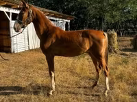 Mare, Dutch warmblood horse — photo 1